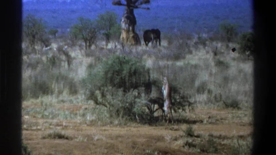1969 South Africa home-movie frame with giraffe and elephant separated across a dry savanna landscape.