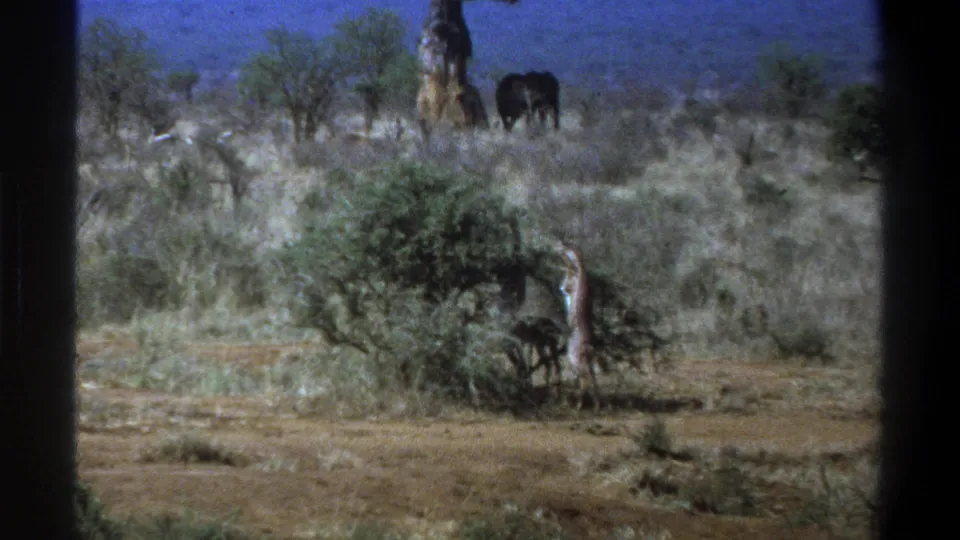 Soft 8mm frame from 1969 South Africa showing a giraffe near brush and an elephant farther back in dry grass.