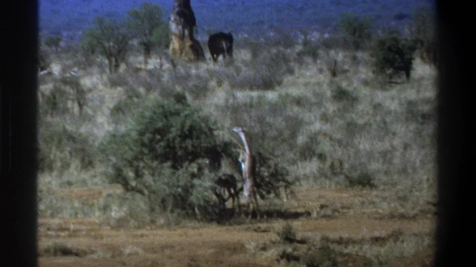 1969 South Africa 8mm frame with a foreground shrub, distant giraffe, elephant, and open dry savanna.