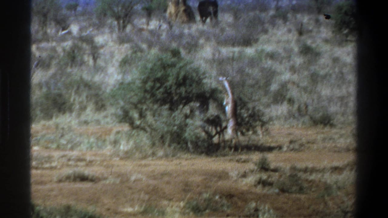 Giraffe stands beside a bush in dry scrubland with dark animal shapes on a distant rise.