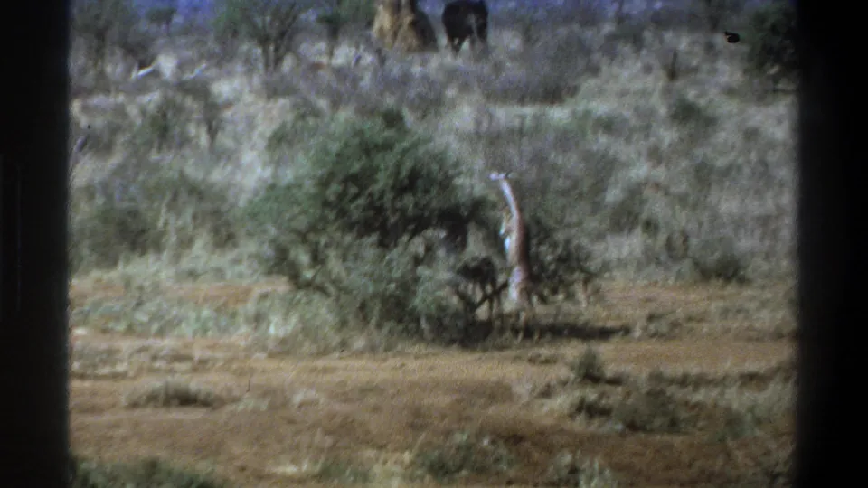 1969 South Africa 8mm frame showing a giraffe near a bush in scrubland, with distant elephant-like shapes along the upper background.