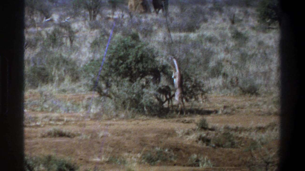 1969 South Africa 8mm frame of a giraffe reaching into a scrub bush, with distant dark elephant-like forms near the top of the frame.