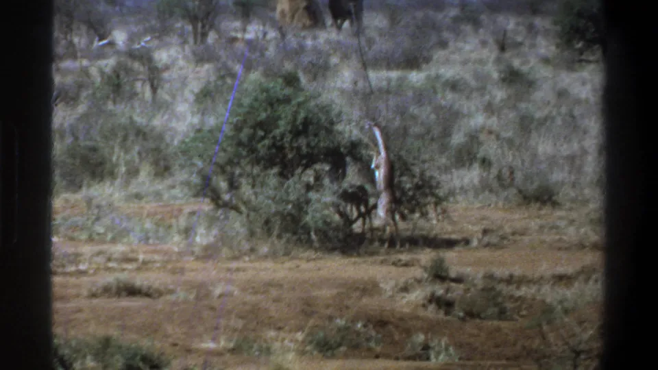 1969 South Africa 8mm frame of a giraffe reaching into a scrub bush, with distant dark elephant-like forms near the top of the frame.