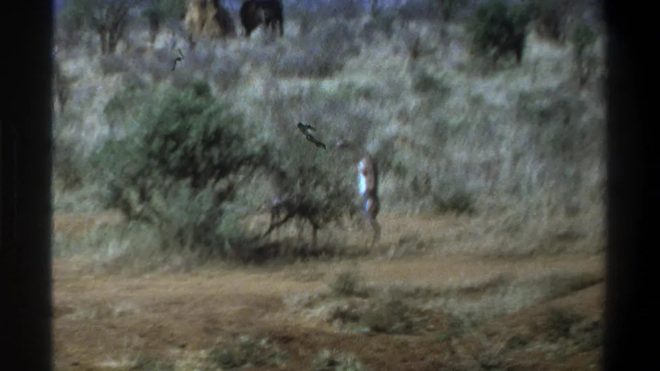 1969 South Africa 8mm frame showing a giraffe beside a low bush, dry scrub in front, and distant elephant-like shapes in the background.