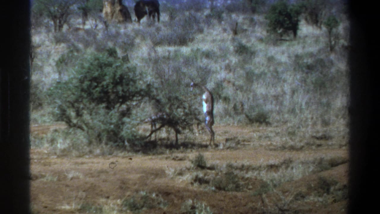 Man standing beside a shrub in a dry bush landscape with a dark animal in the background.