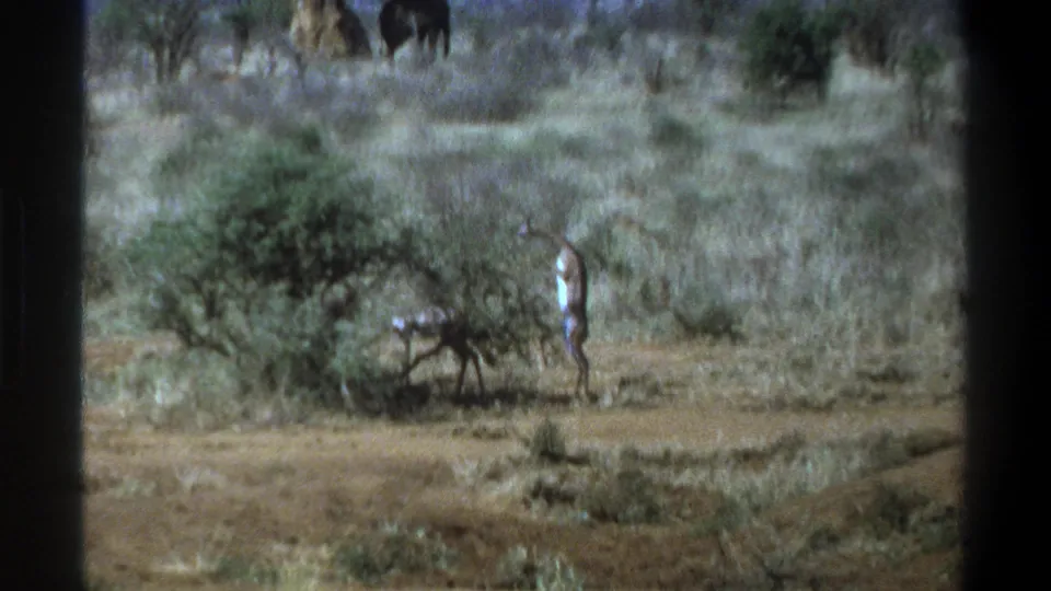 Cape Town 1969 home-movie view of a man near a bush, filmed across dry scrub with a dark animal in the distance.
