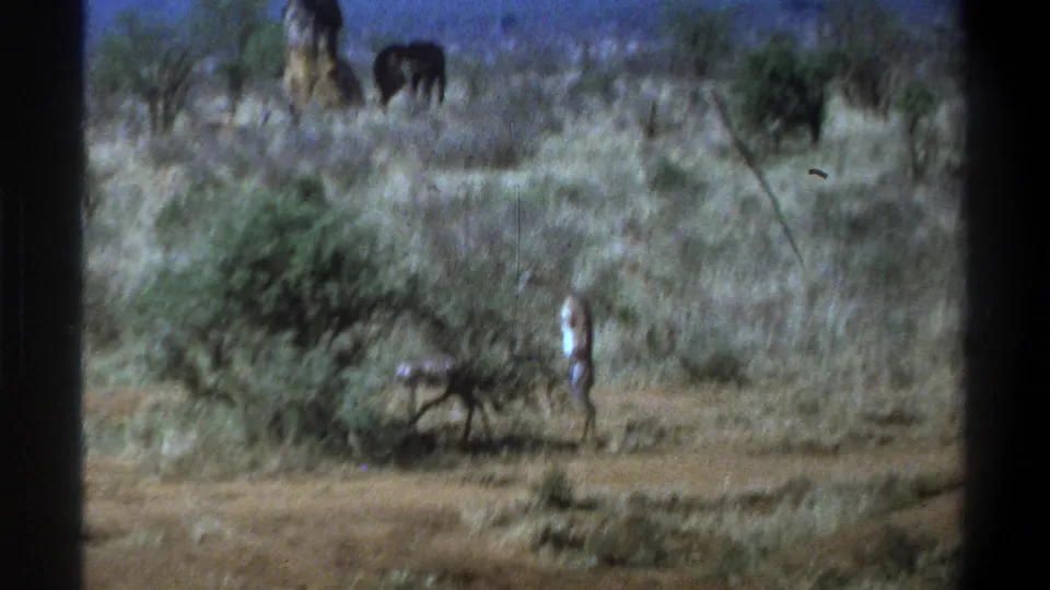 1969 South Africa home-movie frame showing a man in bushland near shrubs, with distant wildlife partly visible behind him.