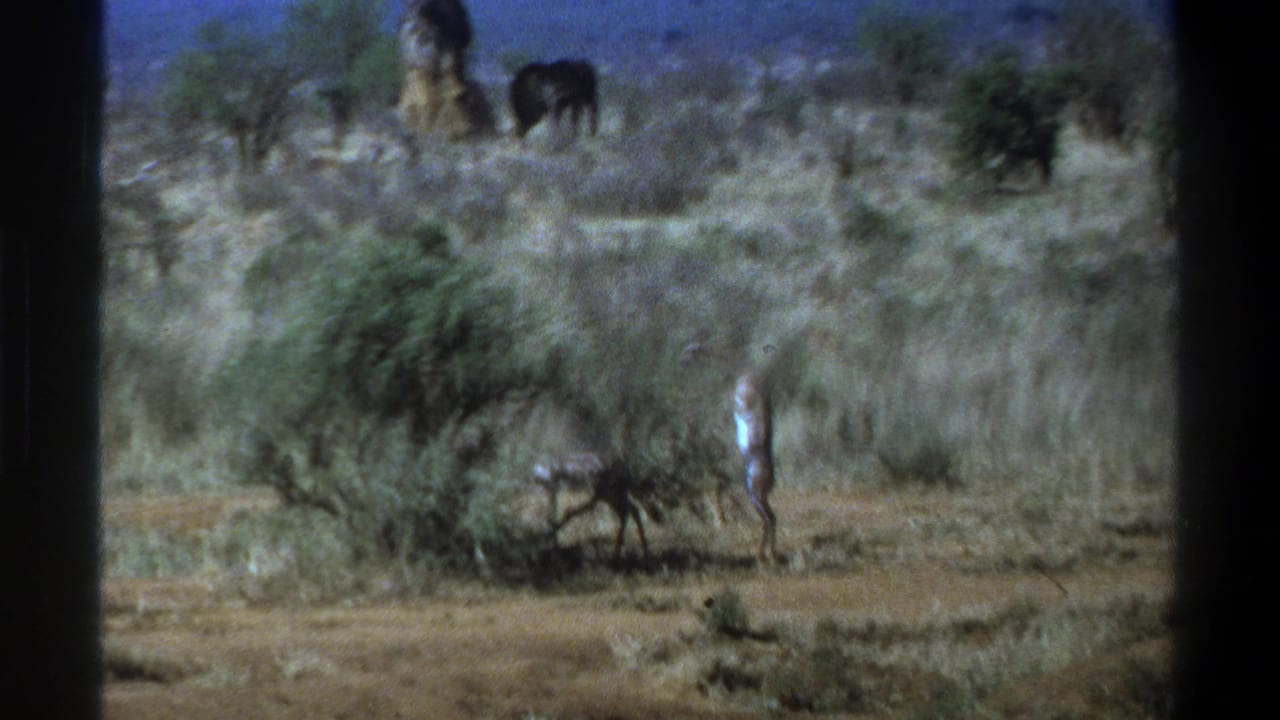 1969 South Africa 8mm frame showing distant wildlife, scrubby savanna grass, a pale standing figure, and dark film gate edges.
