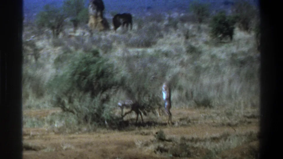 1969 South Africa 8mm frame showing distant wildlife, scrubby savanna grass, a pale standing figure, and dark film gate edges.