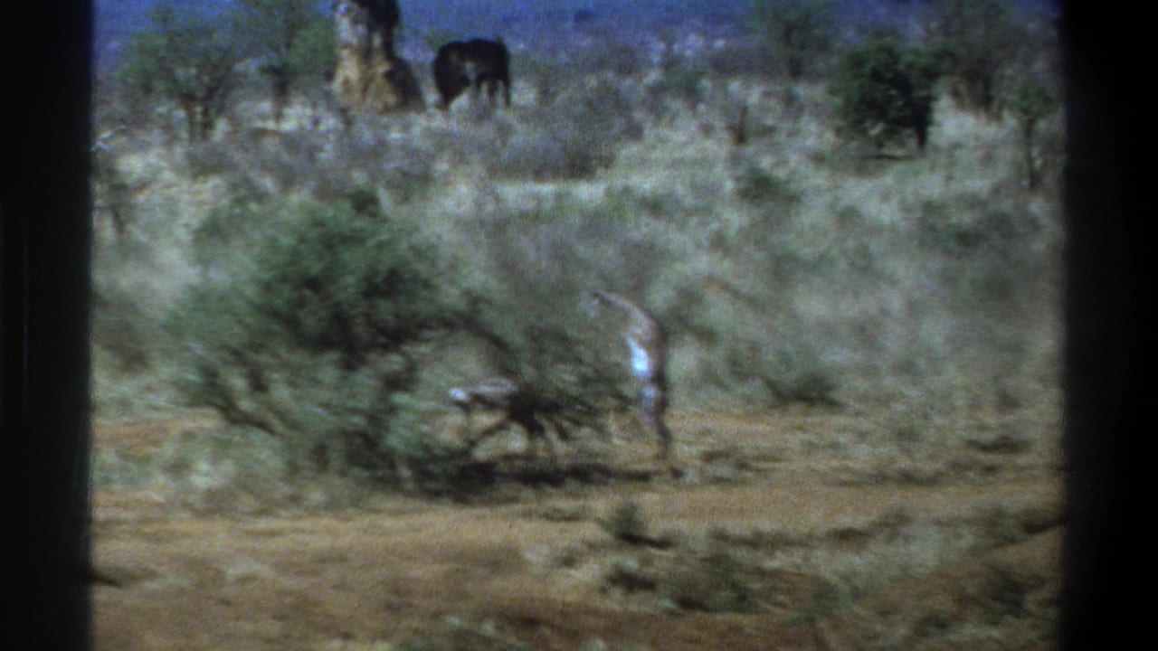 A handheld 8mm view of scrubby savanna with distant animals and a pale figure in the foreground, supported by 1969 South Africa metadata.
