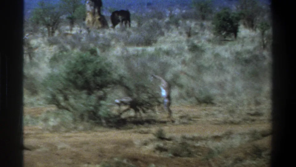 A handheld 8mm view of scrubby savanna with distant animals and a pale figure in the foreground, supported by 1969 South Africa metadata.