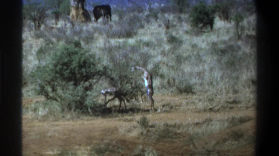 Late-1960s 8mm wildlife travel frame with dry savanna brush, distant animal shapes, and a pale human figure near the foreground shrub.