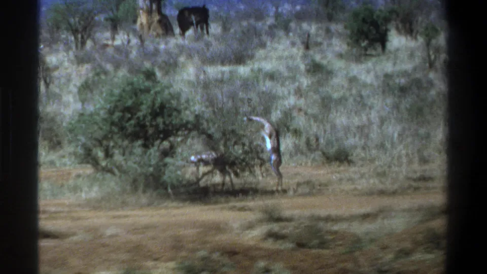 1969 South Africa home-movie frame showing a scrubby savanna view with a pale standing figure and distant wildlife near the upper frame.