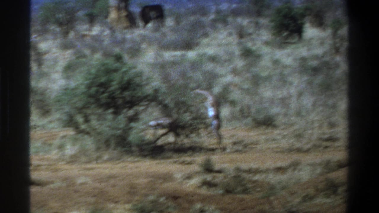 1969 Cape Town wildlife footage shows an antelope standing alert near a shrub, with dry grass and a distant elephant-like animal in the background.
