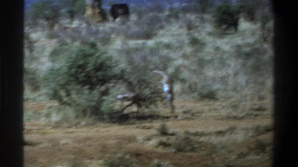 1969 Cape Town wildlife footage shows an antelope standing alert near a shrub, with dry grass and a distant elephant-like animal in the background.