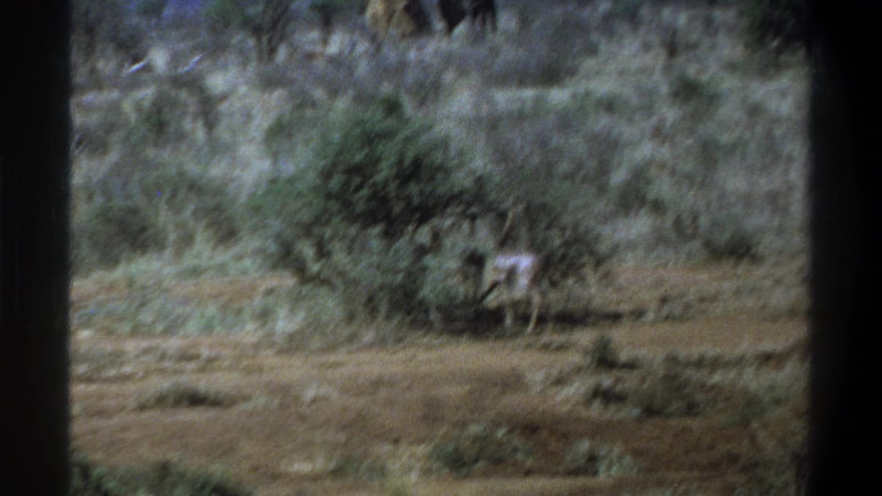 Antelope partly beside a shrub in dry grass, with trees and a distant large animal in the background.