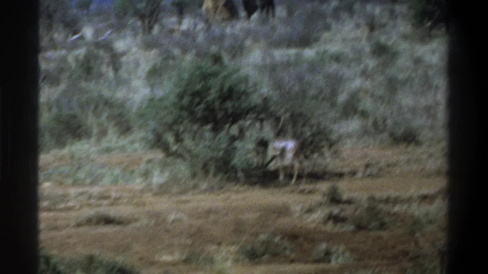 1969 Cape Town home-movie frame shows an antelope beside scrub vegetation, with dry open ground and a distant elephant-like form beyond the trees.