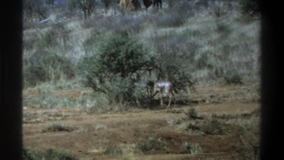 1969 Cape Town 8mm frame shows an antelope standing in partial cover beside a green shrub within a dry, brushy wildlife landscape.