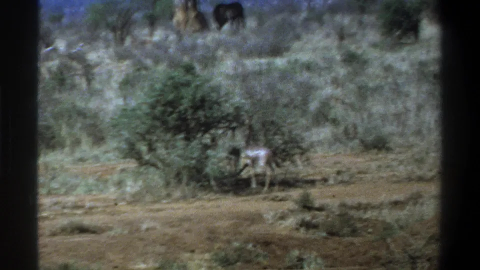 1969 Cape Town wildlife frame shows an antelope beside a shrub, with open dry ground, trees, and a distant elephant-like animal behind it.