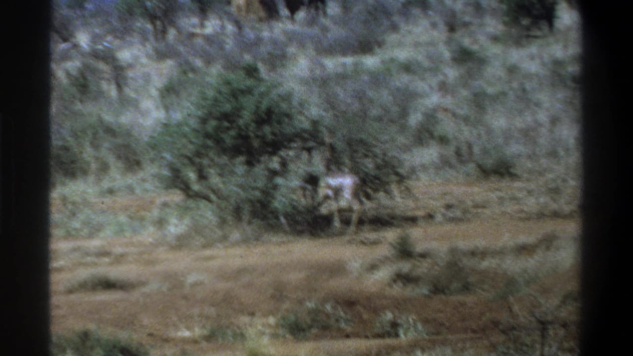 1969 South Africa 8mm frame showing an antelope grazing near a low bush in scrubby, dry ground.