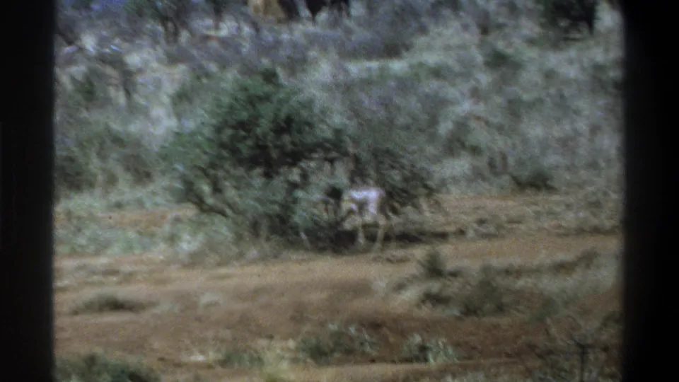 1969 South Africa 8mm frame showing an antelope grazing near a low bush in scrubby, dry ground.