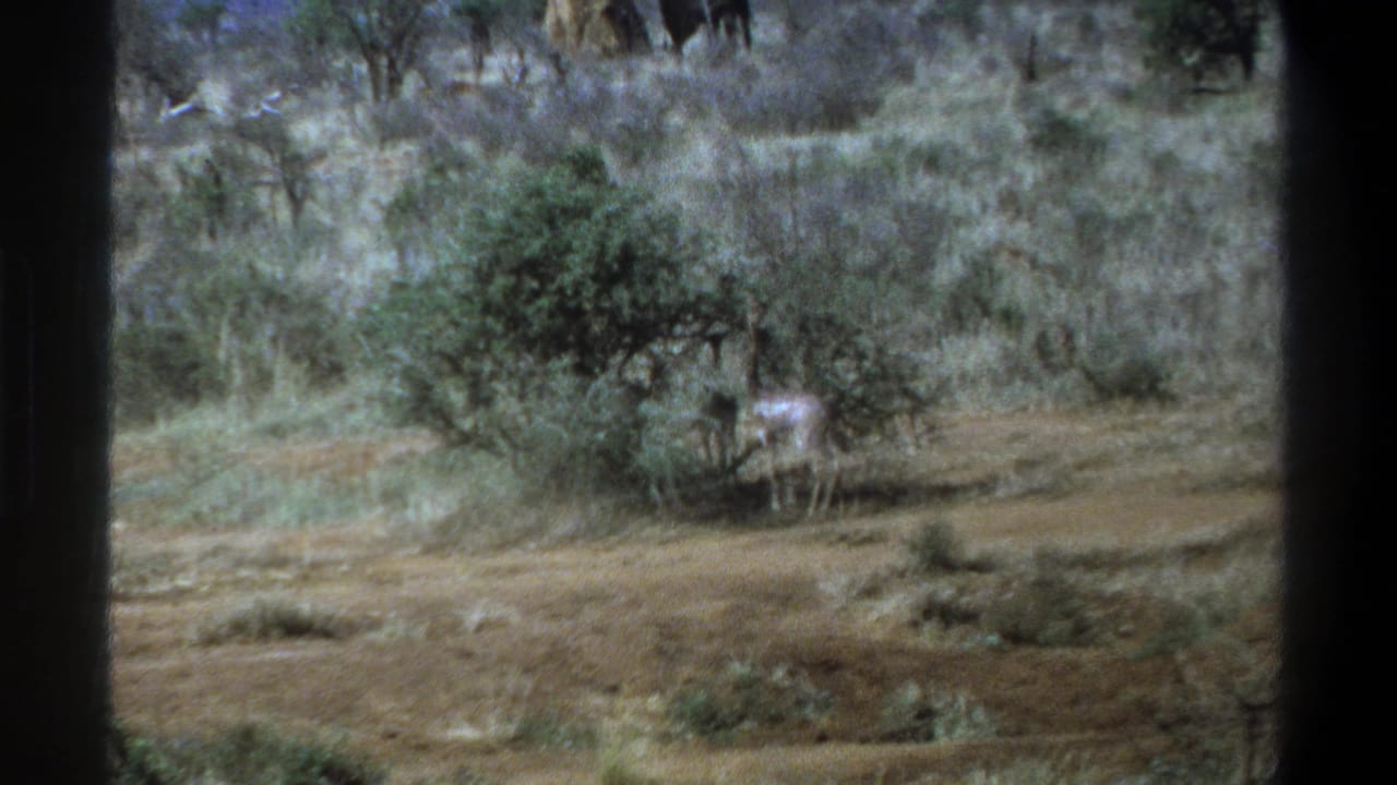 Antelope stands near a rounded bush amid dry grass and scrub vegetation.