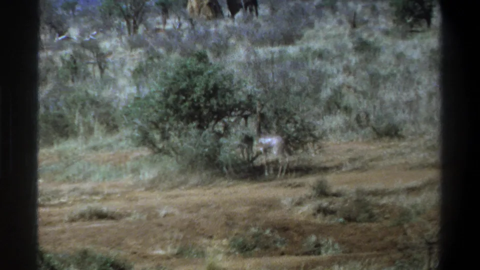 1969 Cape Town-area home-movie frame with an antelope near brush in a dry natural setting.