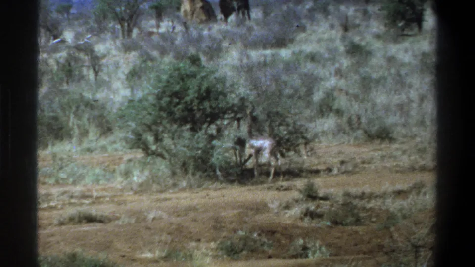 Soft 8mm frame from South Africa showing an antelope partly obscured by brush in a dry landscape.