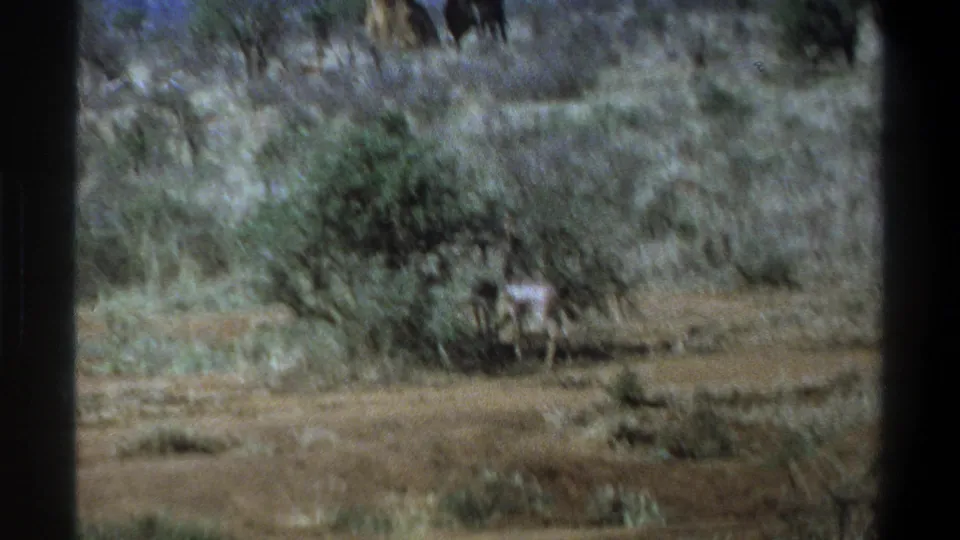Color-faded 1969 home-movie frame showing an antelope moving or grazing beside brush in South Africa.