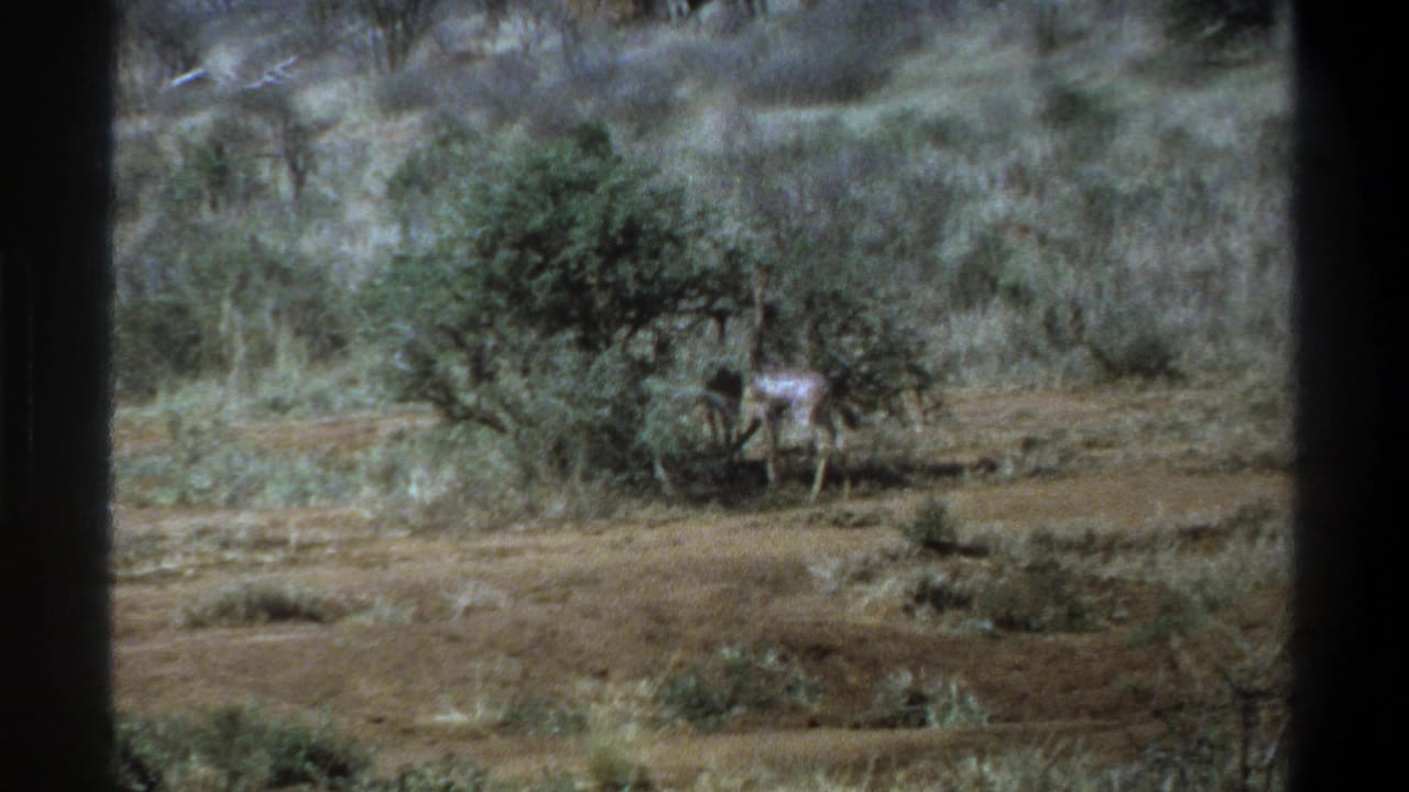 1969 Cape Town 8mm frame showing a small calf near scrub bushes on dry sloped ground, seen through dark film gate borders.