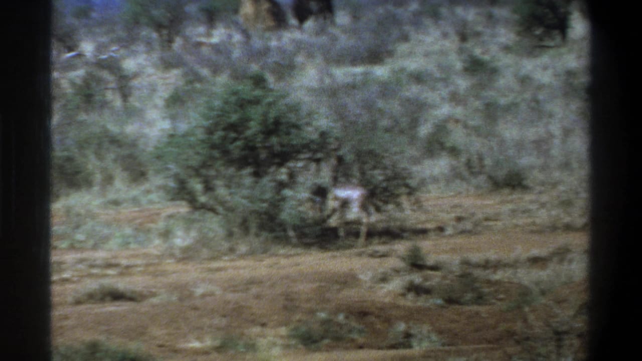 Calf near a rounded bush on dry open ground, framed by dark vertical borders.