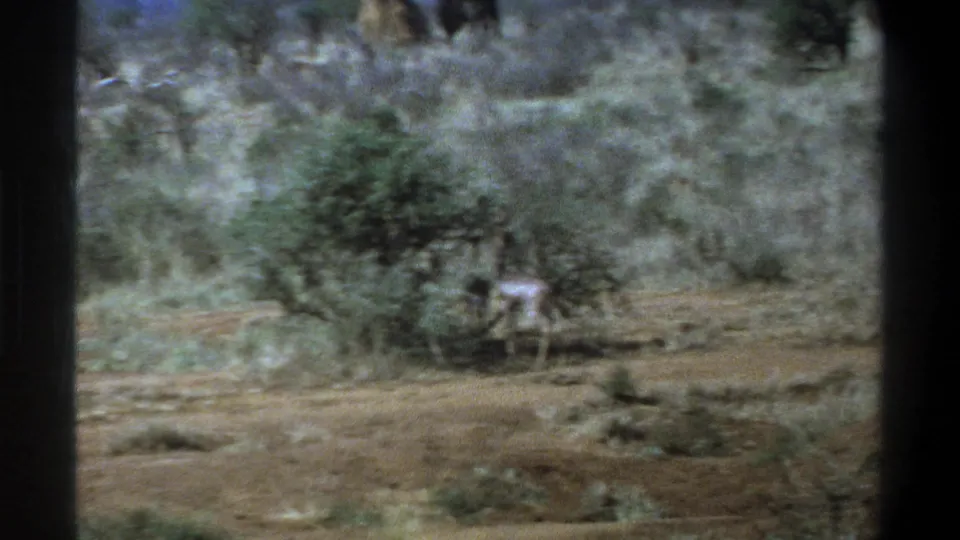 1969 Cape Town home-movie frame with a young calf moving beside scrub vegetation on a dusty hillside.