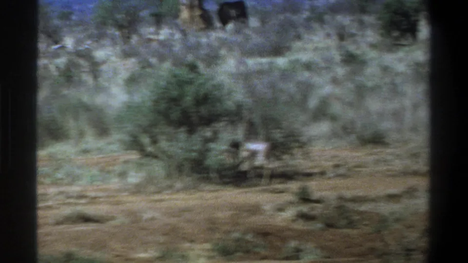 Motion-blurred 1969 Cape Town 8mm frame showing the calf near brush on dusty sloped terrain.