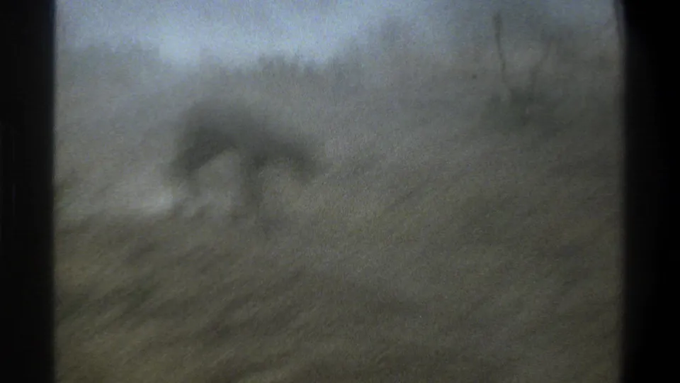 Soft, blurred final 8mm frame from Cape Town showing dusty hillside vegetation and an indistinct calf form.