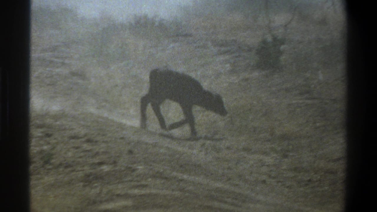 1969 Cape Town 8mm frame showing a small dark calf low to the ground in sparse dry grass.