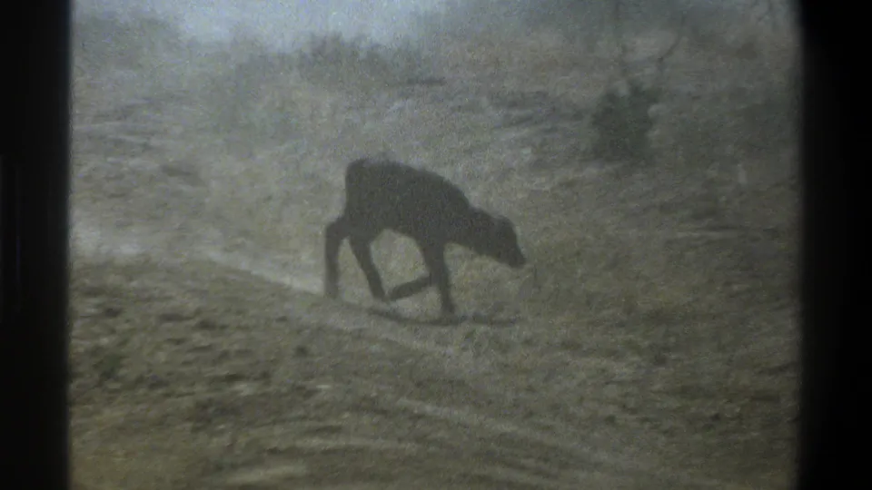 1969 Cape Town 8mm frame showing a small dark calf low to the ground in sparse dry grass.