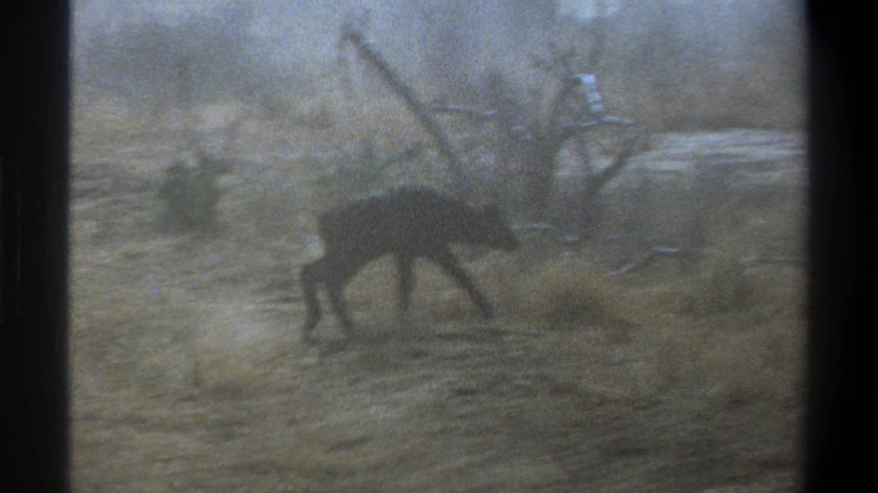 1969 Cape Town home-movie frame of a young calf moving through a dry field with bare branches in the background.