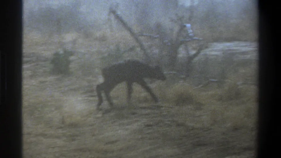 1969 Cape Town home-movie frame of a young calf moving through a dry field with bare branches in the background.
