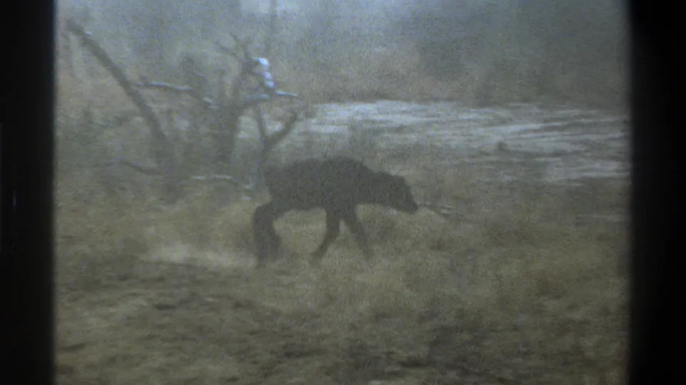 1969 Cape Town 8mm frame showing the calf crossing a sparse field below bare tree limbs.