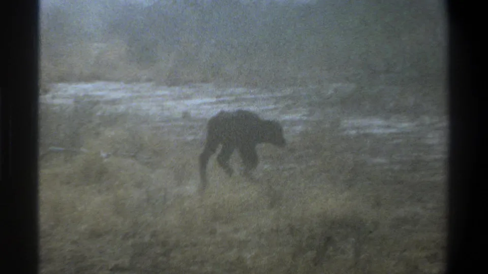 1969 Cape Town 8mm frame with the young calf paused in sparse grass against a pale, grainy field background.
