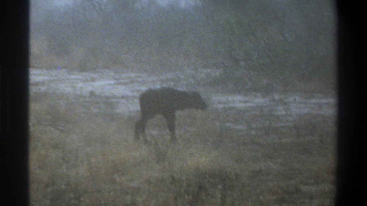 Dark calf grazing or moving through wet grass near a muddy waterway.