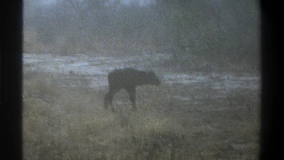 1969 Cape Town-associated 8mm frame showing a calf silhouette in wet grass beside shallow muddy water.