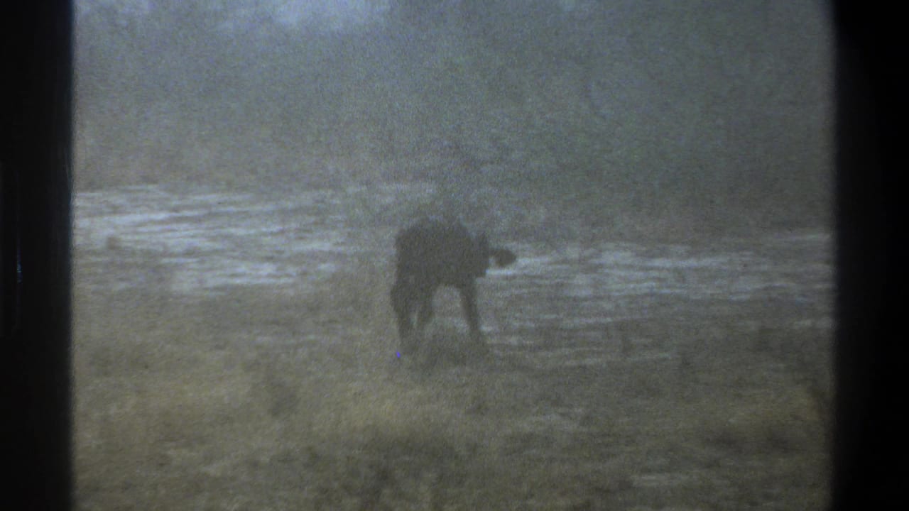 1969 Cape Town-associated 8mm frame of a calf walking through grass near a shallow waterway under soft, low light.