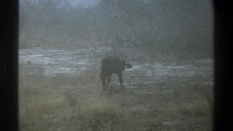 1969 Cape Town-associated 8mm frame of a calf walking through grass near a shallow waterway under soft, low light.
