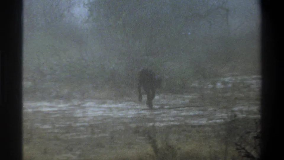 1969 Cape Town-associated home-movie frame showing a calf at a distance in a wet field beside muddy water and trees.