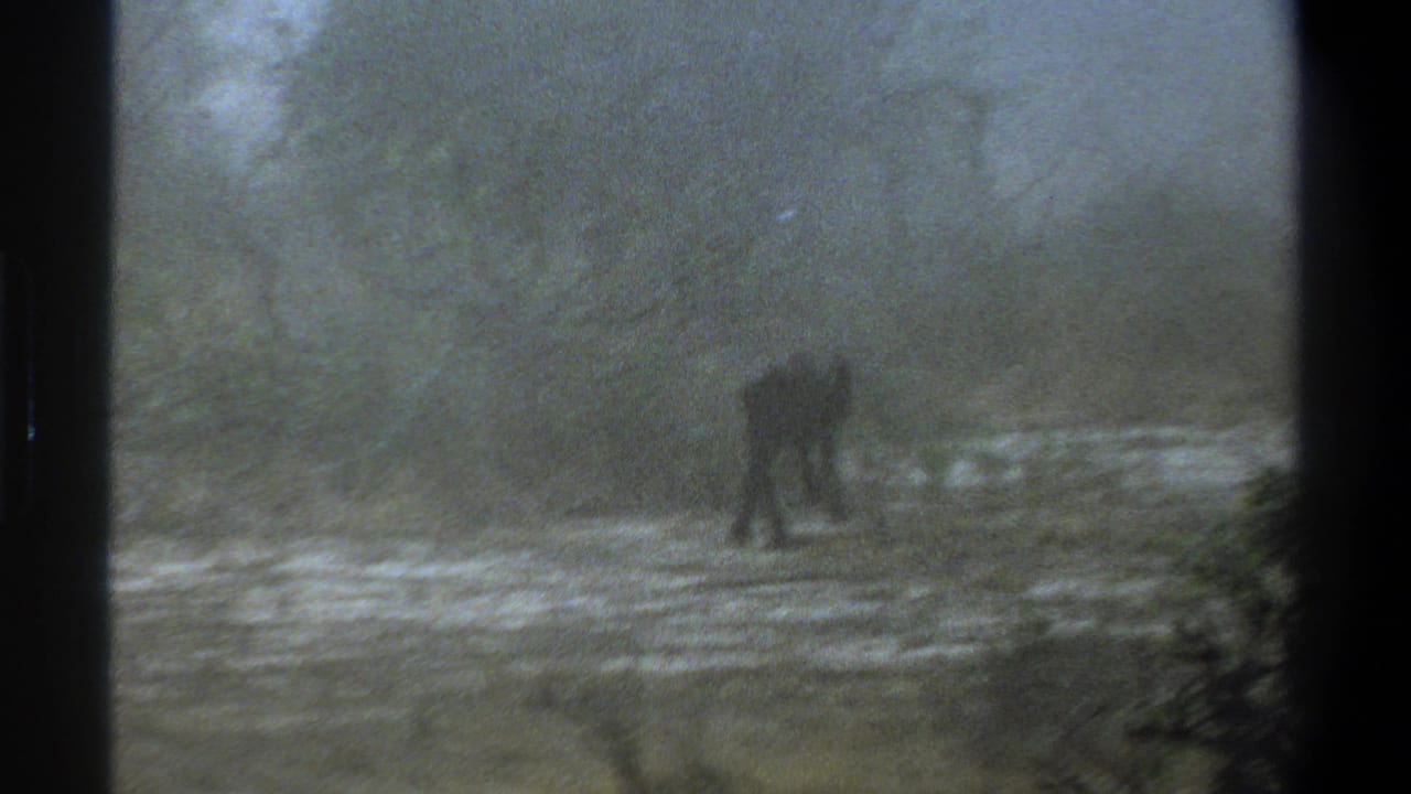 Small dark calf walking away across a hazy muddy field with sparse scrub.