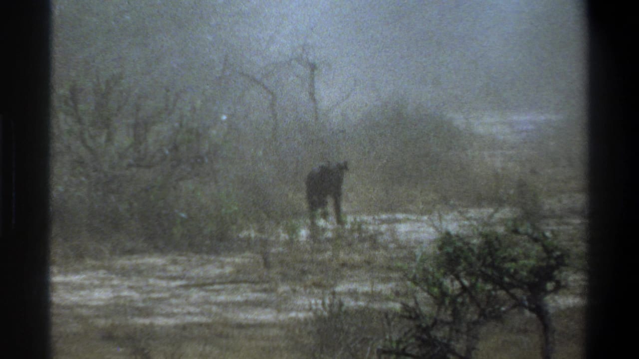 1969 Cape Town-area 8mm frame with a small dark calf near low vegetation in a muted, misty outdoor landscape.