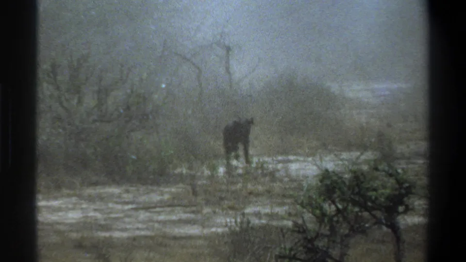 1969 Cape Town-area 8mm frame with a small dark calf near low vegetation in a muted, misty outdoor landscape.