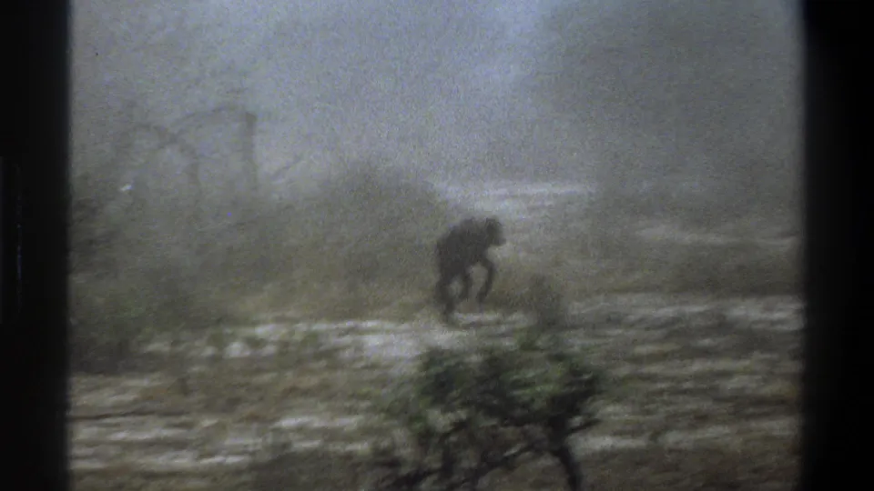 1969 Cape Town-area 8mm frame showing the small dark calf crossing a muddy field, with scrub and foreground bushes visible.
