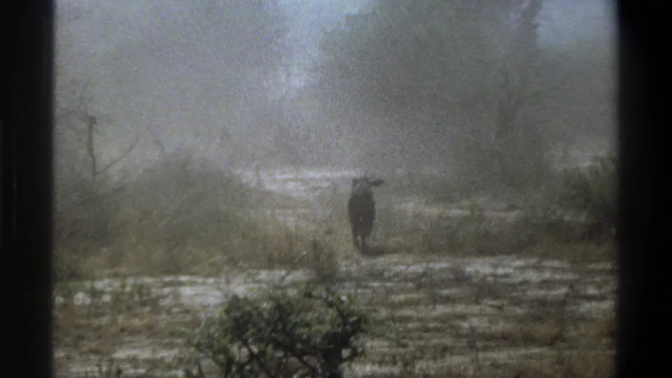 1969 Cape Town-area 8mm frame with the calf receding from view through a hazy field of low scrub and muddy patches.